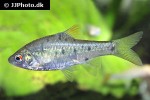 barbodes semifasciolatus barbodes semifasciolatus