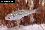 barbodes semifasciolatus barbodes semifasciolatus