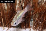barbodes semifasciolatus barbodes semifasciolatus