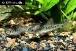 barbodes semifasciolatus barbodes semifasciolatus