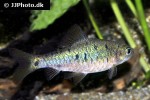 barbodes semifasciolatus barbodes semifasciolatus