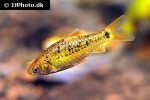 barbodes semifasciolatus sachsii barbodes semifasciolatus sachsii