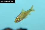 barbodes semifasciolatus sachsii barbodes semifasciolatus sachsii