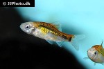 barbodes semifasciolatus sachsii barbodes semifasciolatus sachsii