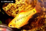 barbodes semifasciolatus sachsii barbodes semifasciolatus sachsii