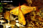 barbodes semifasciolatus sachsii barbodes semifasciolatus sachsii