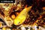 barbodes semifasciolatus sachsii barbodes semifasciolatus sachsii