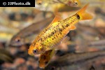 barbodes semifasciolatus sachsii barbodes semifasciolatus sachsii