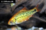 barbodes semifasciolatus sachsii barbodes semifasciolatus sachsii