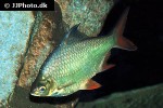 barbonymus altus barbonymus altus