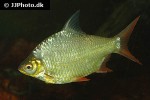 barbonymus altus barbonymus altus