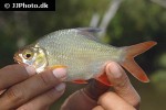 barbonymus altus barbonymus altus