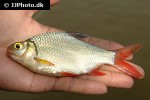 barbonymus altus barbonymus altus