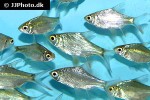 barbonymus altus barbonymus altus