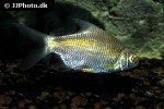 barbonymus altus barbonymus altus
