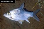 barbonymus gonionotus barbonymus gonionotus