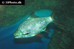 barbonymus schwanenfeldii barbonymus schwanenfeldii