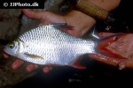 barbonymus schwanenfeldii barbonymus schwanenfeldii