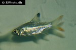barbonymus schwanenfeldii barbonymus schwanenfeldii