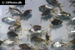 barbonymus schwanenfeldii barbonymus schwanenfeldii