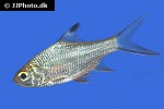 barbonymus schwanenfeldii barbonymus schwanenfeldii