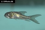 catlocarpio siamensis catlocarpio siamensis