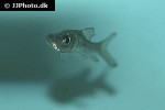catlocarpio siamensis catlocarpio siamensis