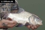 catlocarpio siamensis catlocarpio siamensis