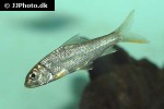 chagunius baileyi chagunius baileyi