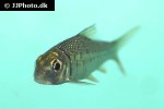 chagunius baileyi chagunius baileyi