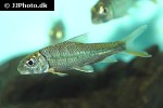 chagunius baileyi chagunius baileyi