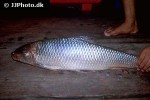 cirrhinus microlepis cirrhinus microlepis