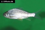 cyprinion semiplotum cyprinion semiplotum