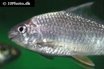 cyprinion semiplotum cyprinion semiplotum