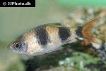dawkinsia arulius dawkinsia arulius