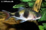 dawkinsia arulius dawkinsia arulius