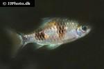 dawkinsia arulius dawkinsia arulius