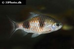 dawkinsia arulius dawkinsia arulius