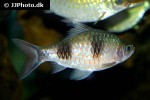 dawkinsia arulius dawkinsia arulius