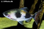 dawkinsia arulius dawkinsia arulius