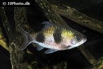 dawkinsia arulius dawkinsia arulius