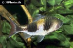 dawkinsia arulius dawkinsia arulius