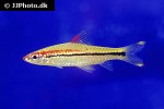dawkinsia chalakkudiensis dawkinsia chalakkudiensis