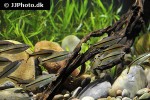 dawkinsia chalakkudiensis dawkinsia chalakkudiensis