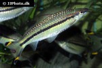 dawkinsia chalakkudiensis dawkinsia chalakkudiensis