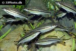 dawkinsia chalakkudiensis dawkinsia chalakkudiensis
