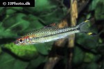 dawkinsia chalakkudiensis dawkinsia chalakkudiensis