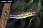 dawkinsia chalakkudiensis dawkinsia chalakkudiensis