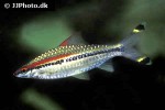 dawkinsia denisonii dawkinsia denisonii