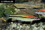 dawkinsia denisonii dawkinsia denisonii